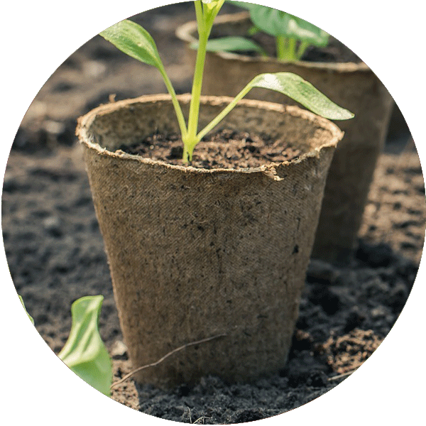 Seedling in a plantable pot on top of dirt in a garden.